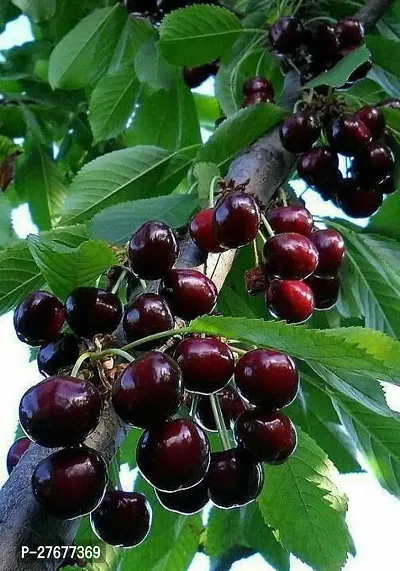 Zomoloco Live Cherry Plant6 Cherry Fruit Plant-thumb0