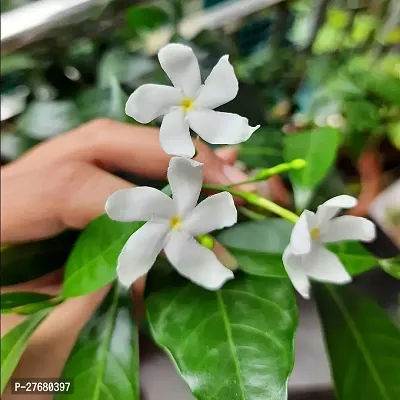 Zomoloco Jasmine Crepe Jasmine Chinese Tagor Nig