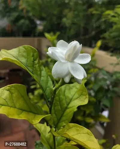 Zomoloco Arabian Jasmine Double Petal Live Flower