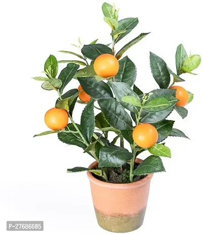 Zomoloco Live Orange Rare Mandarin Sweet Dwarf Ora