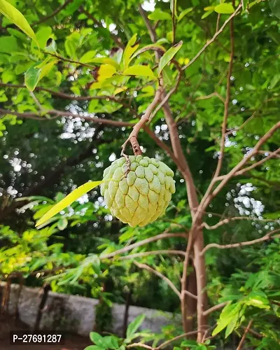 Zomoloco Custard Apple Live Plant Cf0077 Custard-thumb0