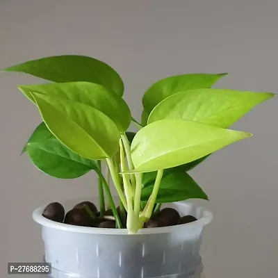 Zomoloco Money Plant Cf002101 Money Plant-thumb0