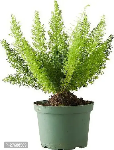 Zomoloco Rsfox25 Foxtail Palm Plant-thumb0