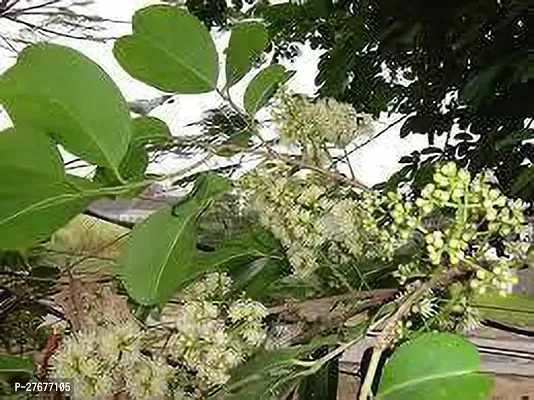 Zomoloco White Jamun Plant Jamun Plant