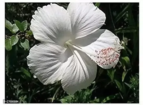 Zomoloco Live White Hibiscus Best Attractive Flo