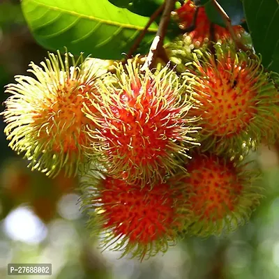 Zomoloco Rare Red Rambutan Hybrid Exotic Fruit See