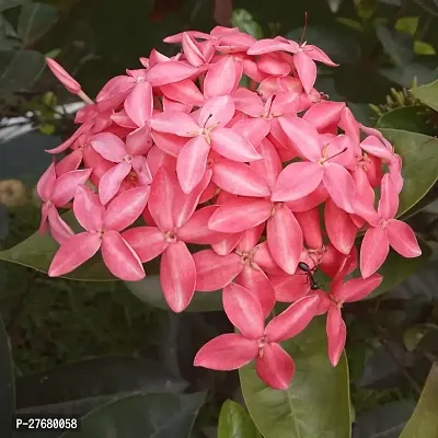 Zomoloco Trothic Ixora Chethi Red Plant Live Flowe-thumb0