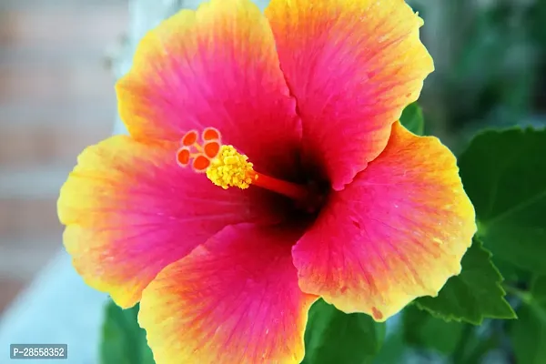 Zomoloco Hibiscus Plant Hibiscus Red Plant CF003