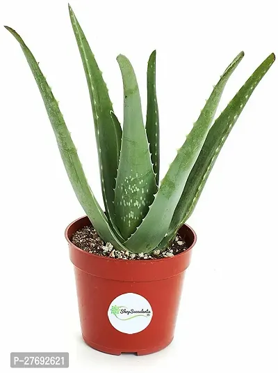 Zomoloco Aloe Vera Plant Cf00060 Aloe Vera Plant-thumb0