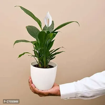 Zomoloco Peace Lily Or Spathiphyllum Live Plant Wh