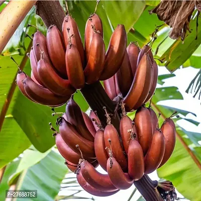 Zomoloco Live Plant Rare Dwarf Musa Red Banana Bar-thumb0