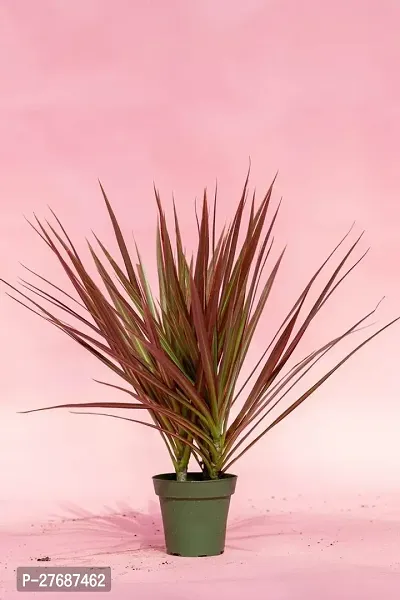 Zomoloco Live Air Purifying Red Edged Dracaena Mar