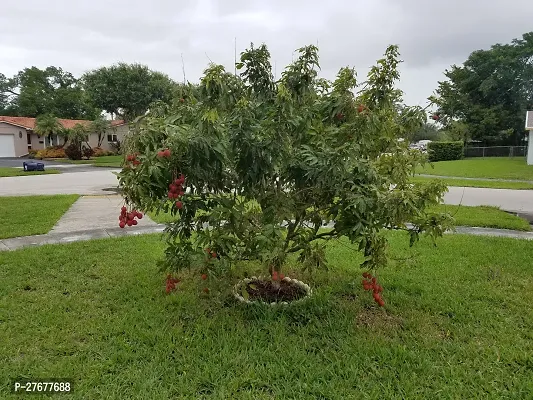 Zomoloco Sweet Litchi Grafted Plant Litchi Plant