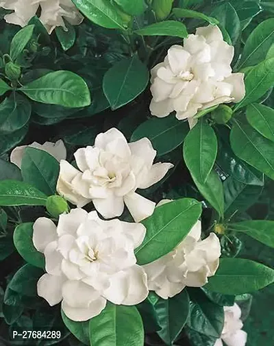 Zomoloco Xt11 Jasmine Plant-thumb0