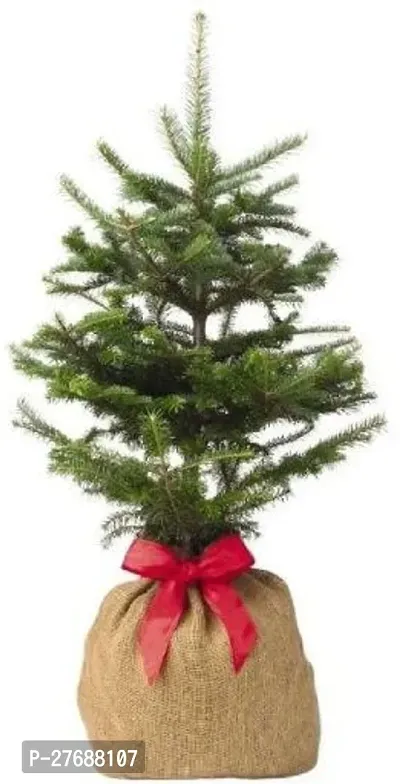 Zomoloco Live Christmas Plant Healthy Decorative-thumb0