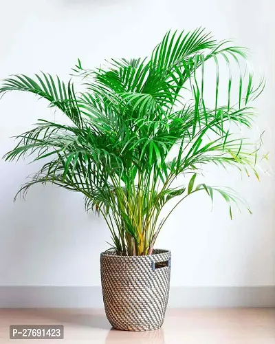 Zomoloco China Palm Areca Palmindooroutdoor De-thumb0