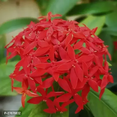 Zomoloco Trothic Ixora Chethi Red Plant Live Flowe-thumb0