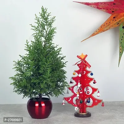 Zomoloco Live Christmas Plant Healthy Decorative-thumb0