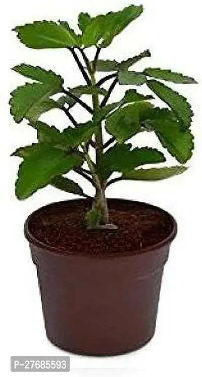 Zomoloco Tulsi Plant Tulsi Plant-thumb0