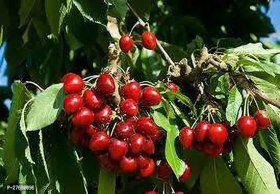 Zomoloco Benton Cherry Plant Cherry Fruit Plant-thumb0