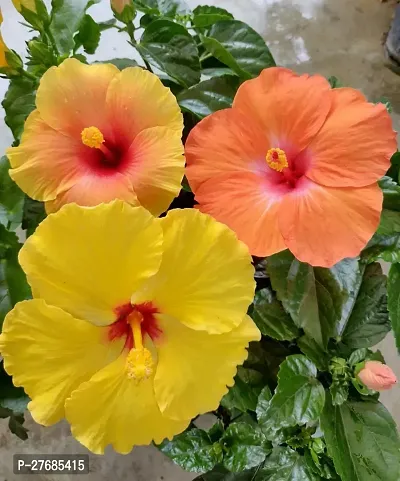 Zomoloco Hibiscus Yellow Live Flower Plant Cf3300