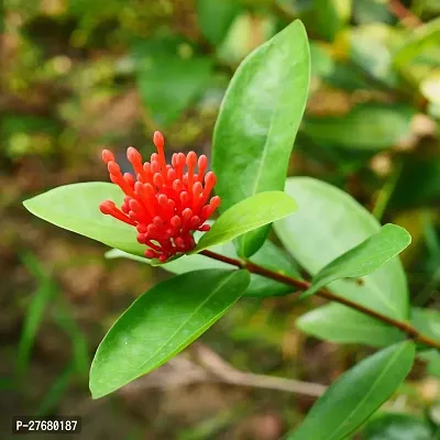 Zomoloco Trothic Ixora Chethi Red Plant Live Flowe-thumb0