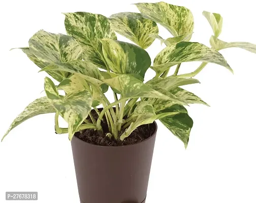 Zomoloco Money Plant Aa0001 Money Plant-thumb0