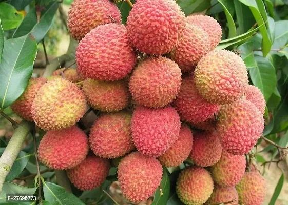 Zomoloco Air Layered Hybrid Bombai Litchi Plant Li-thumb0