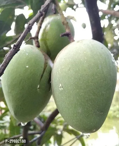 Zomoloco Himsagar Kishan Bhog Mango Grafted Hy-thumb0