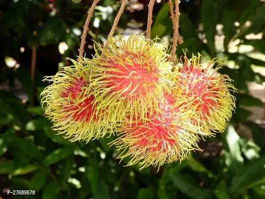 Zomoloco Rare Red Rambutan Hybrid Exotic Fruit See