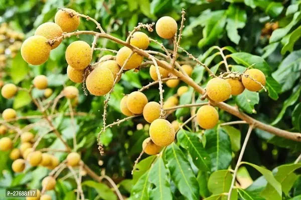 Zomoloco Rare Dwarf Longan Fruit Plant Thailand V-thumb0