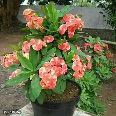 Zomoloco Euphorbia Mili Crown Of Thorns Live Flow