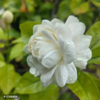 Zomoloco Arabian Jasmine Double Petal Live Flower