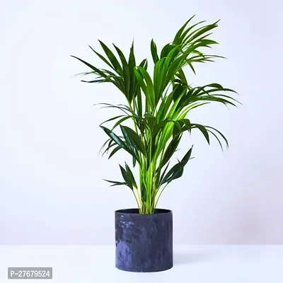 Zomoloco Areca Plam Xl12 Areca Plam-thumb0