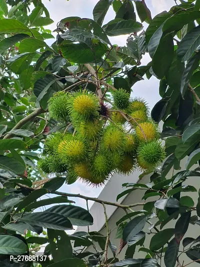 Zomoloco Rare Yellow Rambutan Hybrid Exotic Fruit