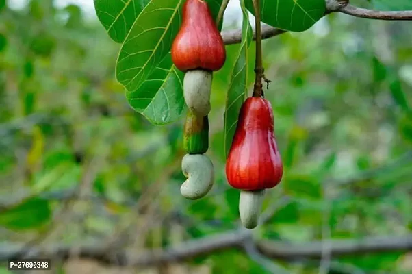 Zomoloco Hybrid Rare Grafted Cashew Apple Kaju F-thumb0