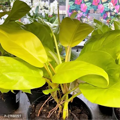 Zomoloco Philodendron Indoor Hybrid Live Plant For