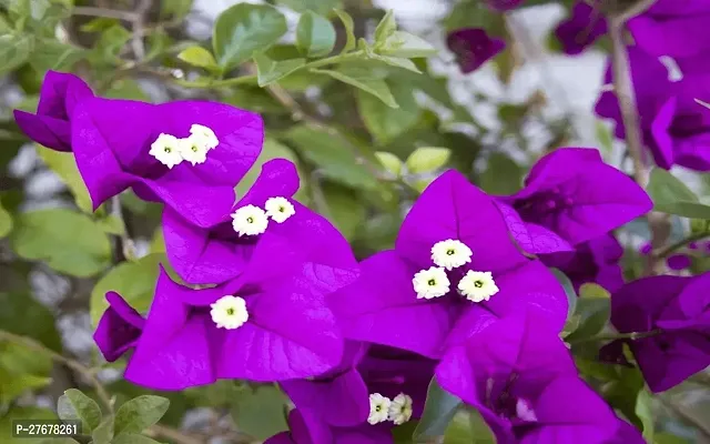 Zomoloco Purple Bougainvillea Kagaj Ful Plant Bo