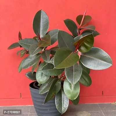 Zomoloco Live Rubber Plant For Indoor Home Decorat