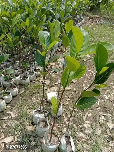 Zomoloco Jackfruitmodel Nonh1 Jack Fruit Plant