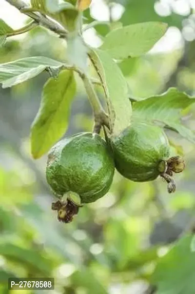 Zomoloco Gsdlantoj1541 Guava Plant-thumb0