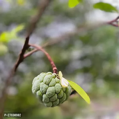 Zomoloco Custard Apple Live Plant Cf00191 Custar-thumb0