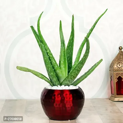 Zomoloco Aloe Vera Live Plantcf08 Aloe Vera Plan-thumb0