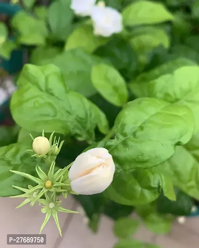 Zomoloco Arabian Jasmine Double Petal Live Flower-thumb0