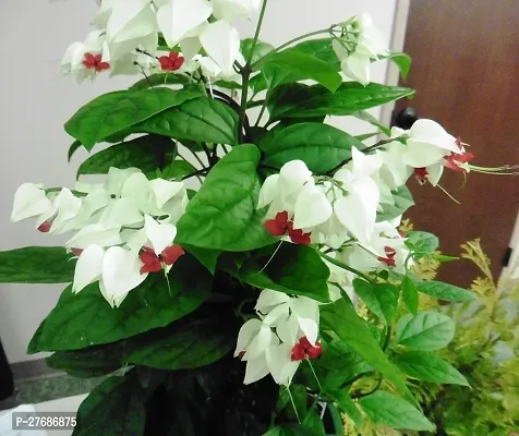 Zomoloco Live Rare Bleeding Heart Vine White Cler