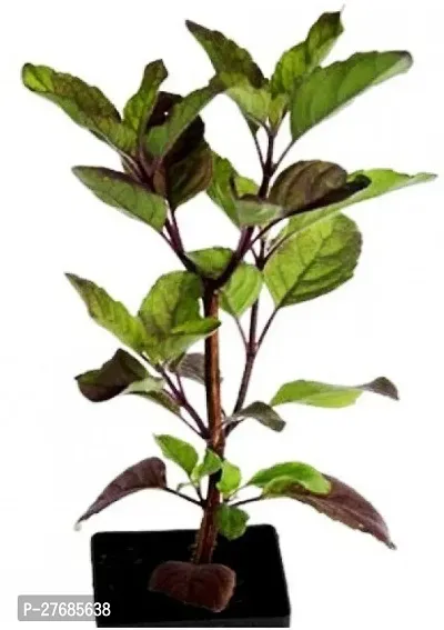 Zomoloco Plt219 Tulsi Plant-thumb0