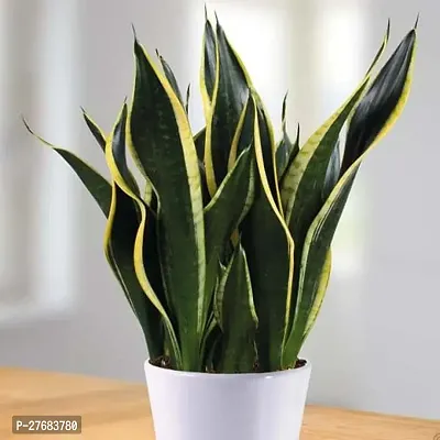 Zomoloco Sansevieria Trifasciata Motherinlaw T-thumb0