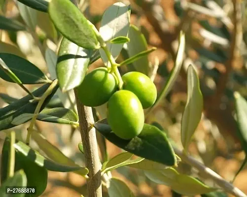 Zomoloco Indian Olivejalpaijolpai Live Plant Cf