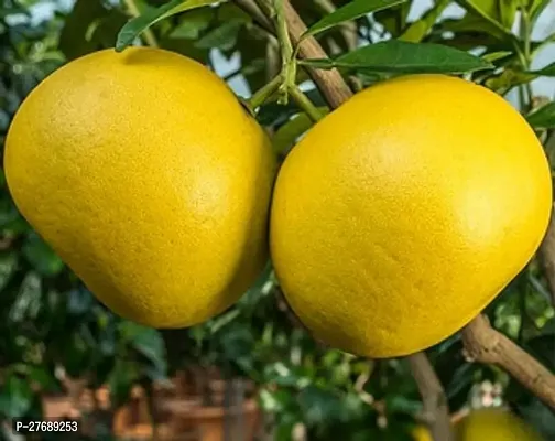 Zomoloco Pomelo Big Size Sweet Citrus Lemon Plant