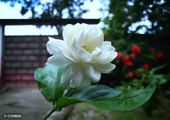 Zomoloco Arabian Jasmine Double Petal Live Flower-thumb0